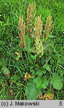 Rumex alpinus (szczaw alpejski)