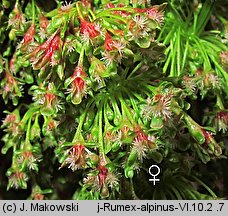 Rumex alpinus (szczaw alpejski)