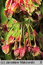 Rumex alpinus (szczaw alpejski)