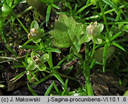 Sagina procumbens (karmnik rozesłany)