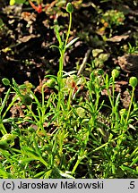 Sagina procumbens (karmnik rozesłany)