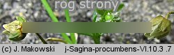 Sagina procumbens (karmnik rozesłany)