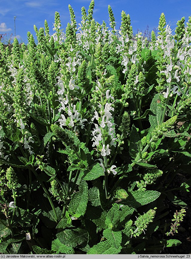 Salvia Schneehügel