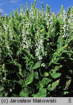 Salvia Schneehügel