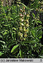 Salvia officinalis (szałwia lekarska)