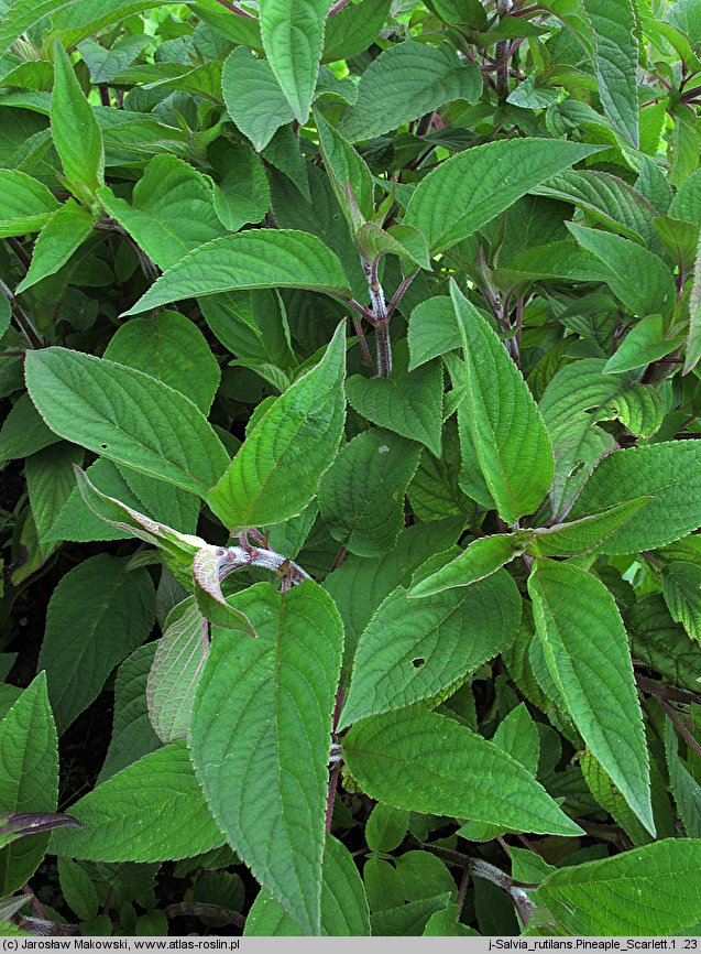 Salvia elegans (szałwia ananasowa)