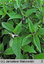 Salvia elegans (szałwia ananasowa)