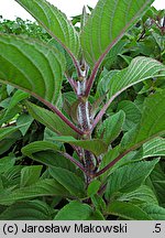 Salvia elegans (szałwia ananasowa)