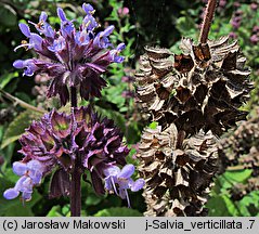 Salvia verticillata (szałwia okręgowa)