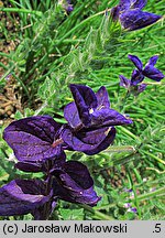 Salvia viridis (szałwia zielona)