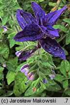 Salvia viridis (szałwia zielona)