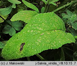 Salvia viridis (szałwia zielona)