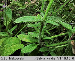 Salvia viridis (szałwia zielona)