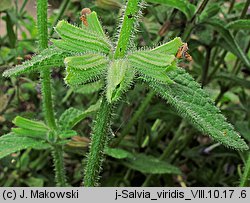 Salvia viridis (szałwia zielona)