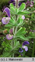 Salvia viridis (szałwia zielona)