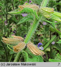 Salvia viridis (szałwia zielona)