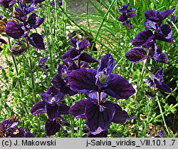 Salvia viridis (szałwia zielona)