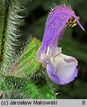 Salvia viridis (szałwia zielona)