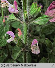 Salvia viridis (szałwia zielona)