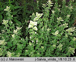 Salvia viridis (szałwia zielona)