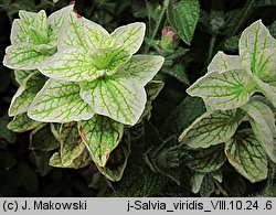 Salvia viridis (szałwia zielona)