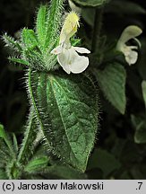 Salvia viridis (szałwia zielona)