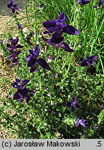 Salvia viridis (szałwia zielona)