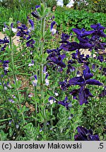 Salvia viridis (szałwia zielona)