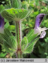 Salvia viridis (szałwia zielona)