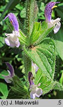 Salvia viridis (szałwia zielona)