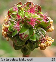 Sanguisorba minor (krwiściąg mniejszy)