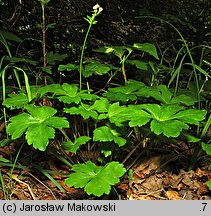 Sanicula europaea (żankiel zwyczajny)