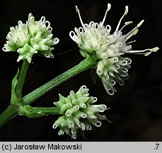 Sanicula europaea (żankiel zwyczajny)