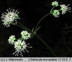 Sanicula europaea (żankiel zwyczajny)