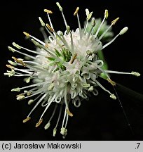 Sanicula europaea (żankiel zwyczajny)