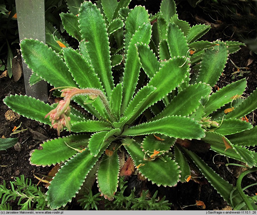 Saxifraga ×andrewsii