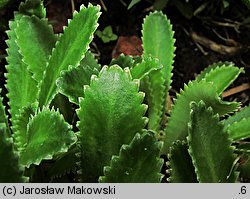 Saxifraga ×andrewsii