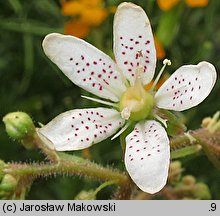 Saxifraga ×andrewsii