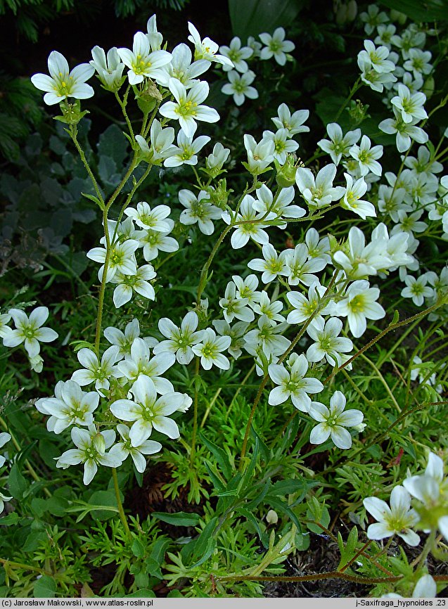 Saxifraga hypnoides (skalnica rokietowa)