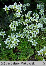 Saxifraga hypnoides (skalnica rokietowa)