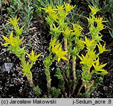 Sedum acre (rozchodnik ostry)