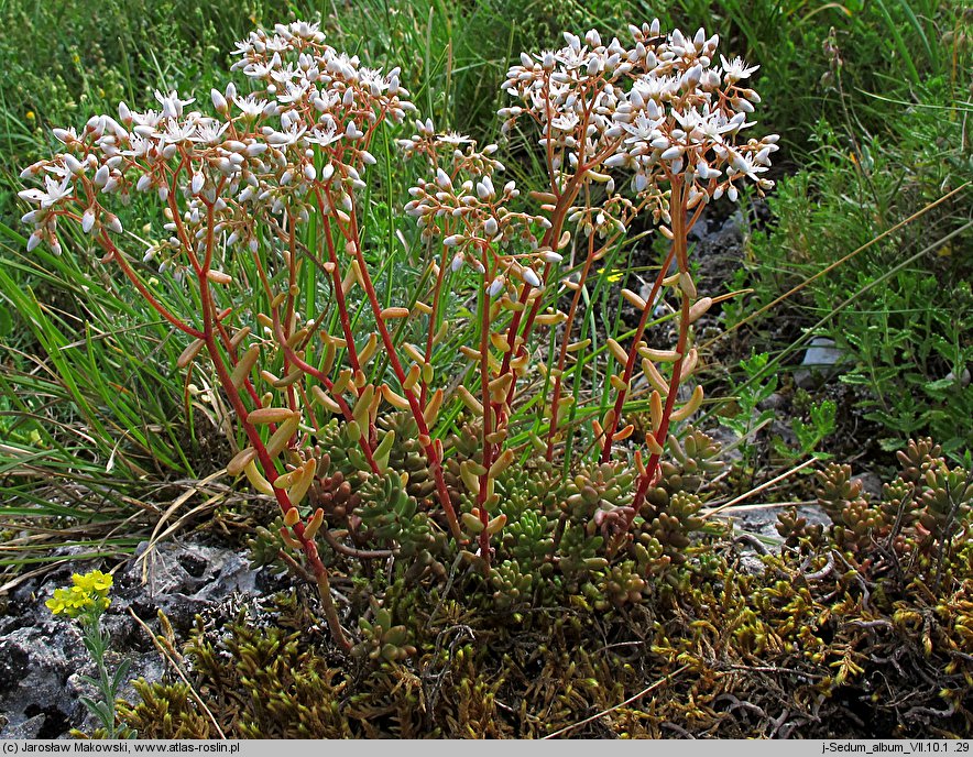 Sedum album (rozchodnik biały)