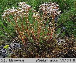 Sedum album (rozchodnik biały)