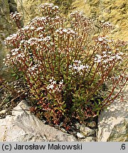 Sedum album (rozchodnik biały)