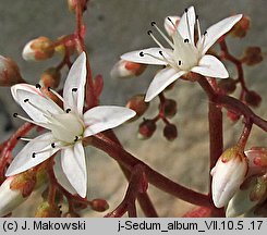 Sedum album (rozchodnik biały)