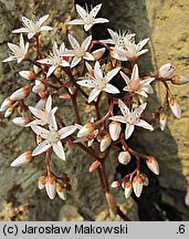 Sedum album (rozchodnik biały)