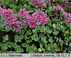 Hylotelephium ewersii (rozchodnik Ewersa)