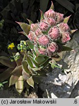 Sempervivum tectorum (rojnik murowy)