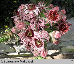 Sempervivum tectorum (rojnik murowy)