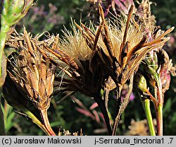 Serratula tinctoria (sierpik barwierski)